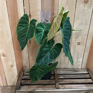 Philodendron Melanochrysum Plant Potted 6 yInch