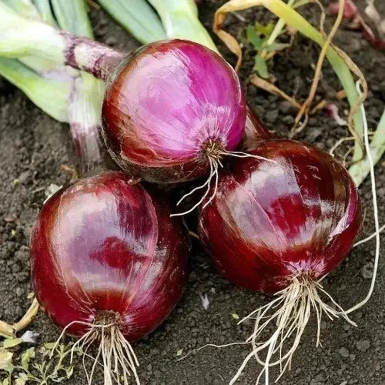 500 Heirloom Red Onion Seeds, Red Bulb Onion with Round Bulbs, Mild Sweet Flavor, Firm Texture, Suitable for Home Garden Beds and Raised Beds, Heirloom Seeds