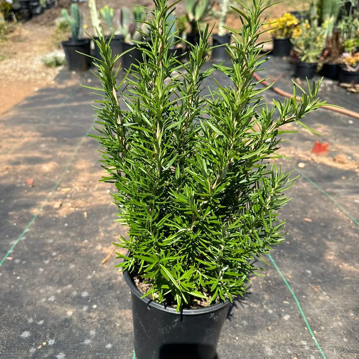 1gal rosemary Plant Herb home grown