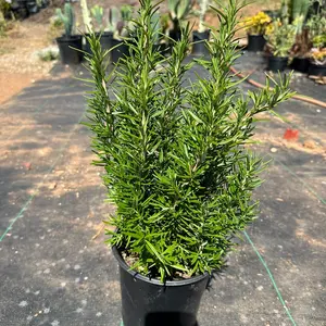 1gal rosemary Plant Herb home grown