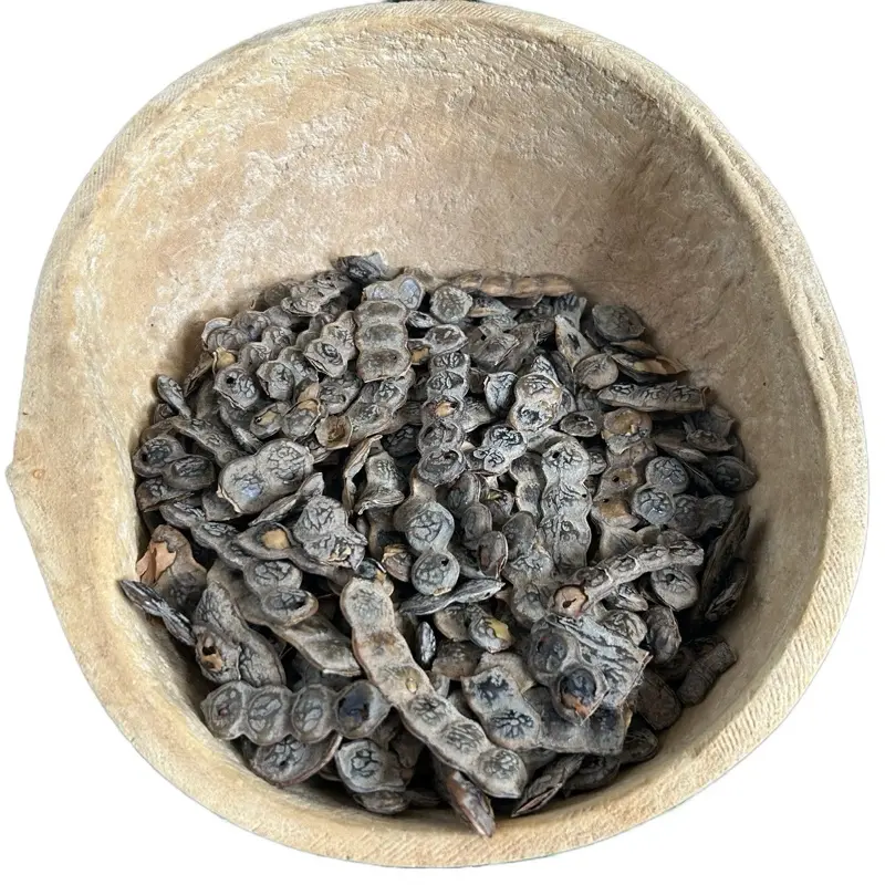 Acacia Aroma Nep Nep Natural Fruits Aromatic Known as Acacia Satisfying Scent Traditional Light Aromatique Benefits Plant Utilization for Subtle Fragrance