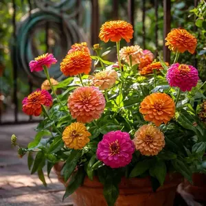 200 Pcs Zinnia Flower Seeds - Ultimate Pollinator Magnet for Bee Garden, Easy-to-Grow Vibrant Cut Flowers for Gardeners, Long-Lasting for Indoor & Outdoor All-Season Gardens