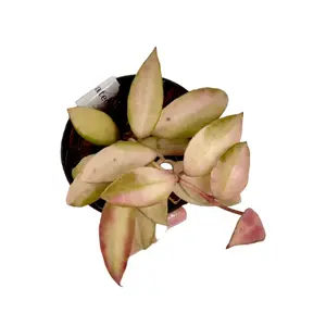 3” Hoya Walliniana Variegated