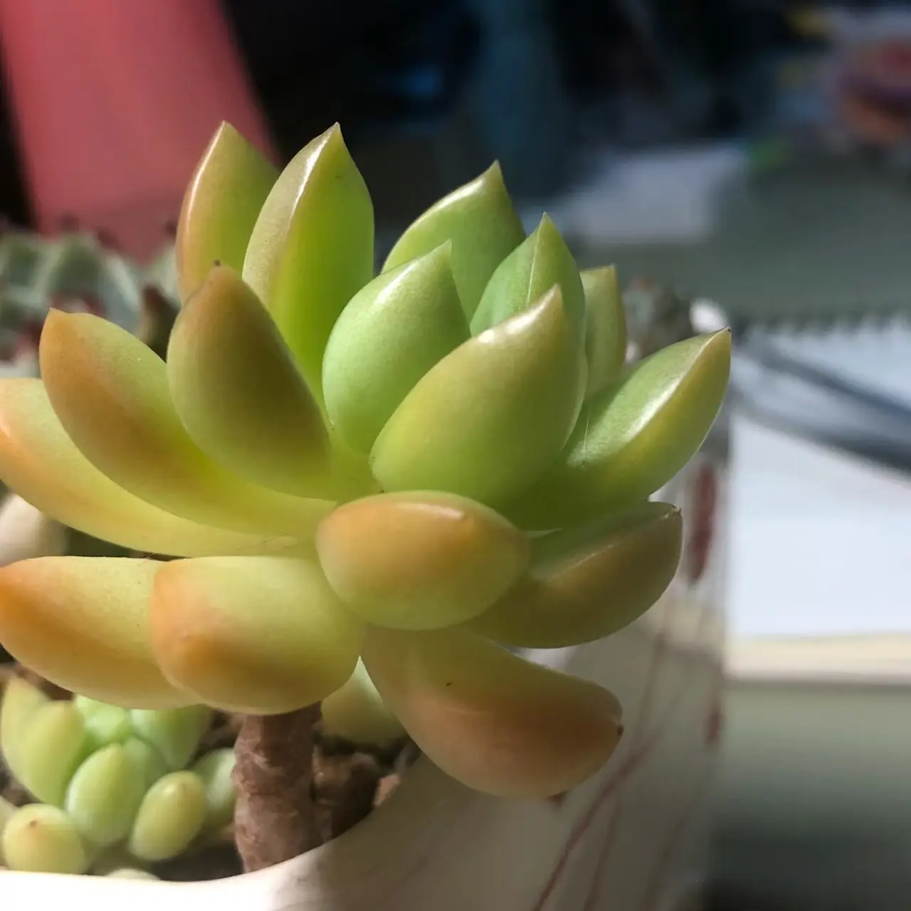 2"Live Succulent Golden Glow