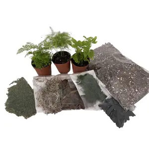 Hirt's Terrarium Kit with 3 Live Mini Ferns in 2" Pots