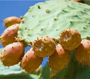 NOPAL YELLOW FRUIT nopalina nopalea exotic edible cactus sweet juice 20 SEEDS