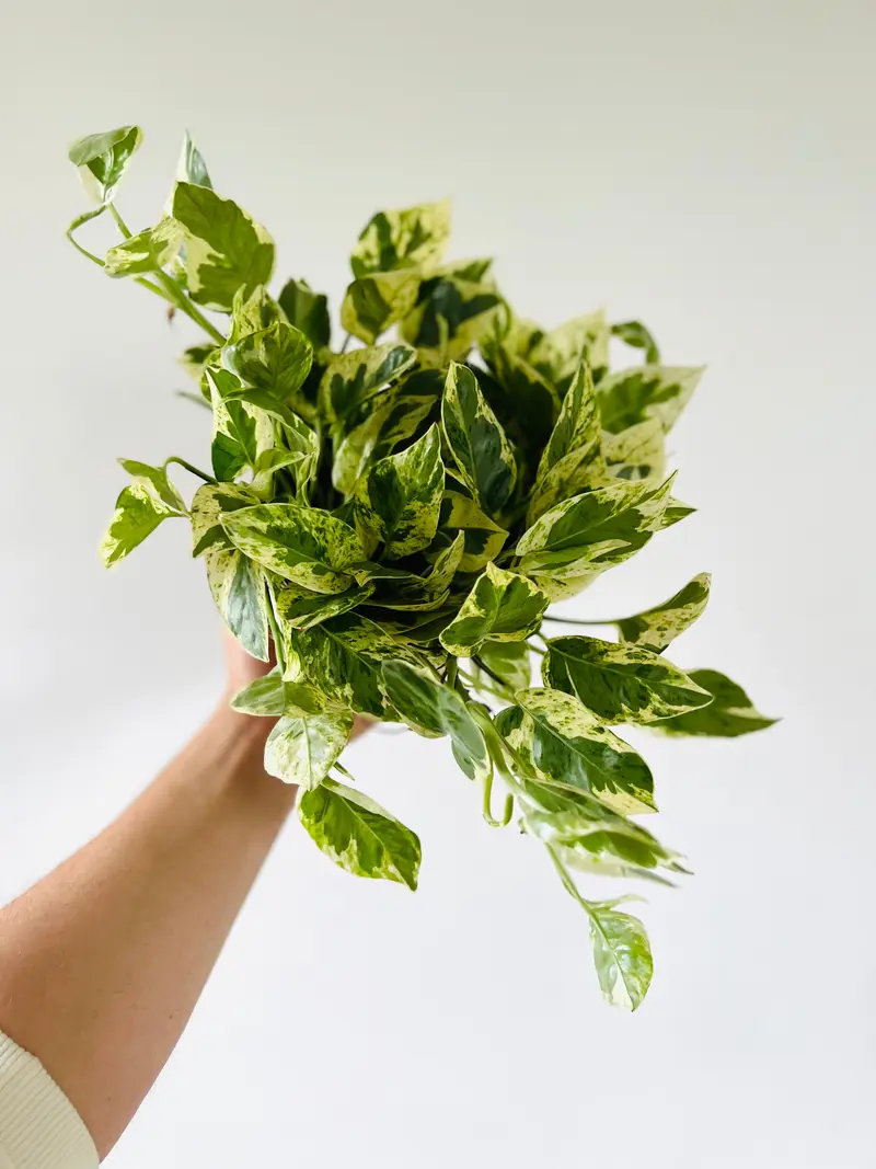 Pothos Pearls & Jade - Epipremnum Aureum 'Pearls & Jade' - Full Heads - 6" Pot