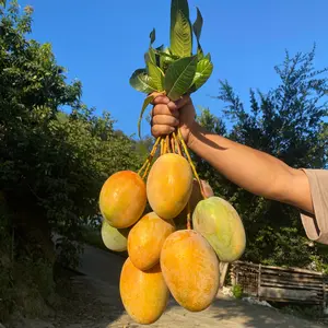 Dwarf Kent Mango Tree Live Plant, 1-2 Year US-Grown Local Nursery Stock, Low-Maintenance Fruit Tree for Growing Fruit, Sweet & Fiberless, Grow Fruit