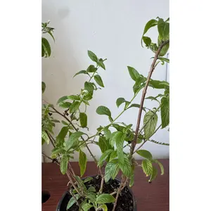 Planta de Alacransillo con raiz