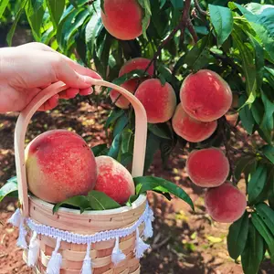Three-year-old peach tree seedlings are fully grown and can be transplanted directly. Extremely cold-resistant, with plant heights up to 13-20 inches. The peaches are sweet and delicious. Suitable for potted gardens, gardens and balconies