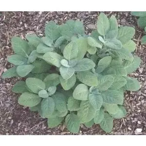 Berggarten Sage, (live starter plant) ORGANIC HERB