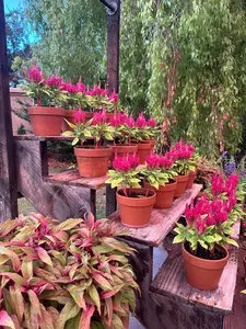 Celosia Kimono Rose seeds