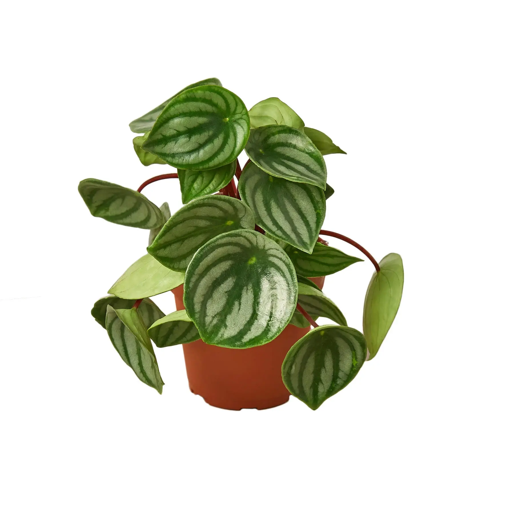 Peperomia Watermelon (Peperomia argyreia)