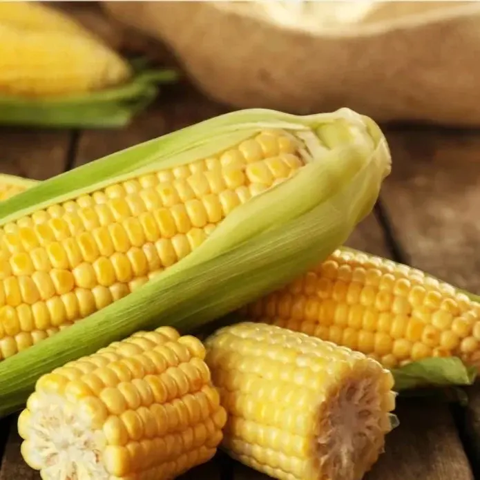 50 Yellow Sweet Corn Seeds Juicy Tender Ears for Summer Harvest Classic Variety Fast Growing High Yield Versatile Use Perfect for Grilling Boiling Roasting or Fresh Eating Garden Essential