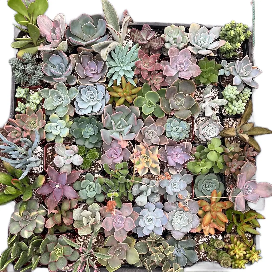 2” Mixed flat of Succulents