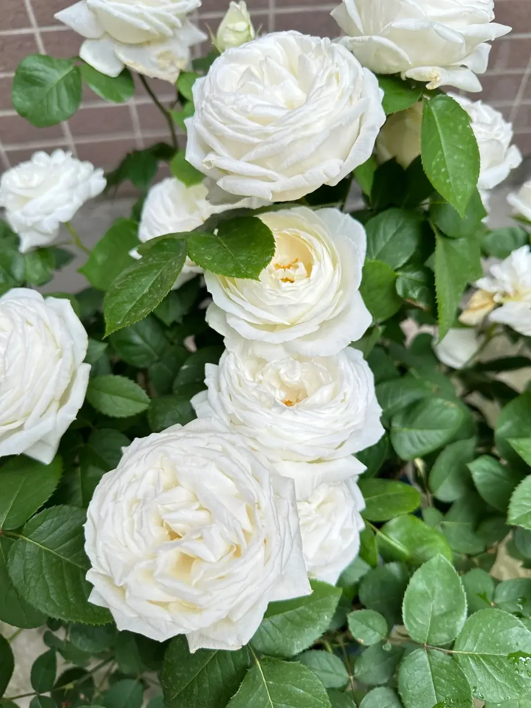White Rose Tree Sapling - Garden Decor Plant with Romantic White Blooms, Elegant Gift for Flower Enthusiasts