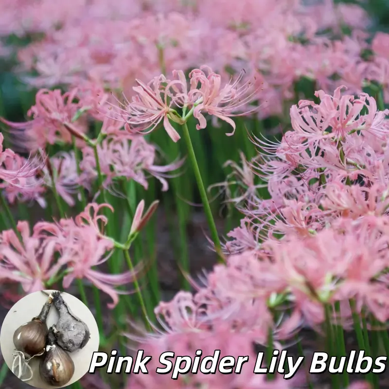 2PC Spider Lily Bulbs, Beginner-Friendly Hardy Perennial Ornamental Flowers for Garden Planting