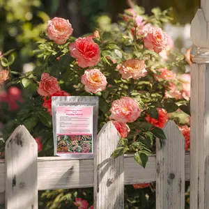200+ Climbing Rose Seeds for Planting Outdoors Ornamental Climbing Flowers Rosa Bush Vine Climber Long-Blooming