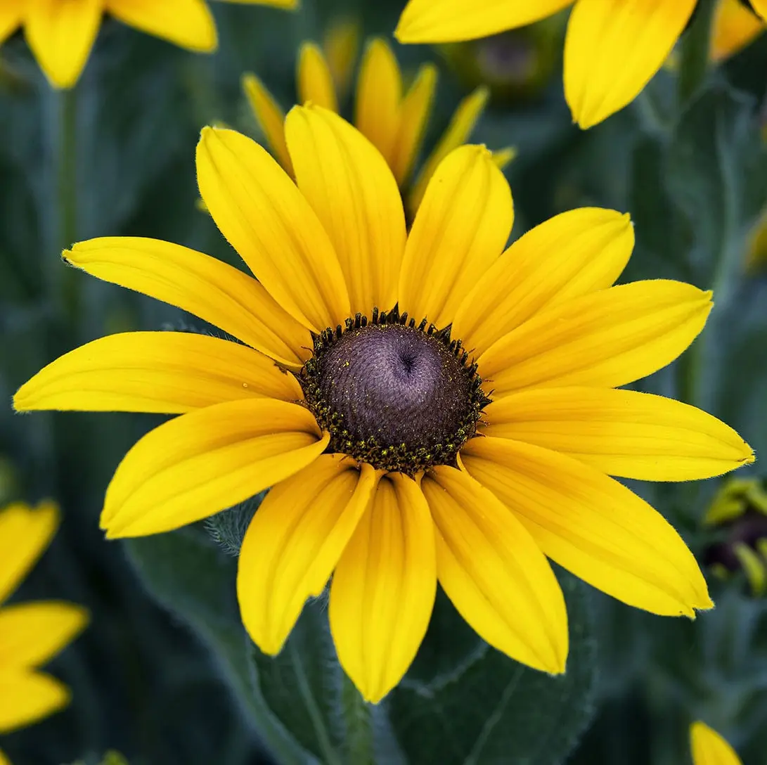 TomorrowSeeds - Black Eyed Susan Flower Seeds -  USA Garden Big Sunflower Sun Flower Indian Summer Yellow Seed for Non GMO 2024 Season