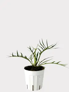 Philodendron Tortum - Fern-leaf Philodendron from Brazil - Rare Tropical Plant with Fern and Palm Aesthetics - Ideal for Collectors or Minimalist Interiors