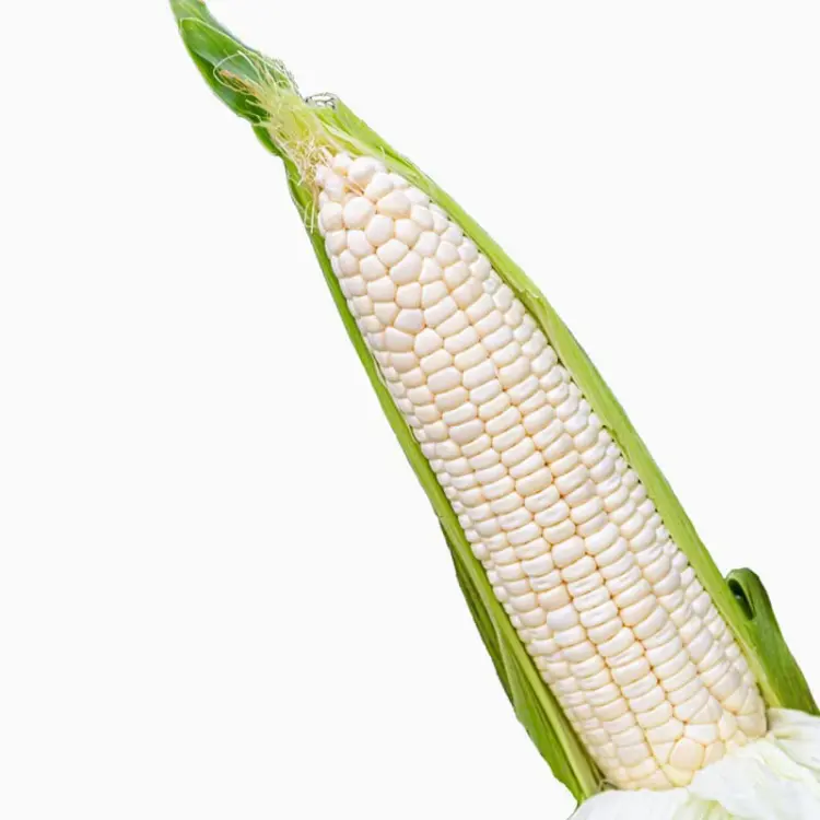 Edible Corn Waxy Sweet Corn & Sticky Bap NEP Vegetable Seeds - 300 Seeds Pack, All-Season Crop, Full Sun Plants, Easy Growth for Garden Raised Beds, Vertical Planting
