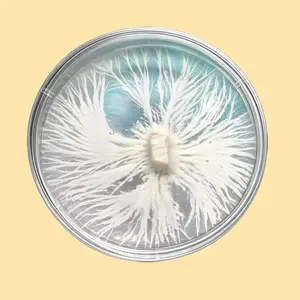 Supernova Culture Plates - Colonized Agar Plate (Choose Your Genetic) Ideal for Scientific Research and Educational Use