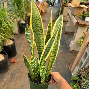 Snake Plant Yellow Plant 6 inch pot Great for low light