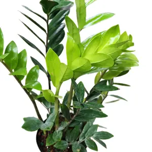 6" ZZ Plant Low Light Easy Care Good for beginners houseplant plant low water