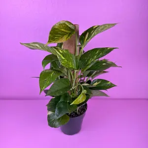 Pothos Totem Pole 6” | Climbing Pothos | Easy Houseplant