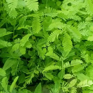 Mimosa Illinois Bundleflower (Desmanthus illinoensis) – Native Butterfly Host Plant, Pollinator-Friendly with Delicate White Blooms, 50+ Seeds