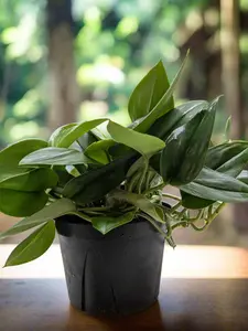 Scindapsus Platinum Java