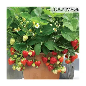 Van Zyverden Patio Gardening Strawberry Quinault Kit