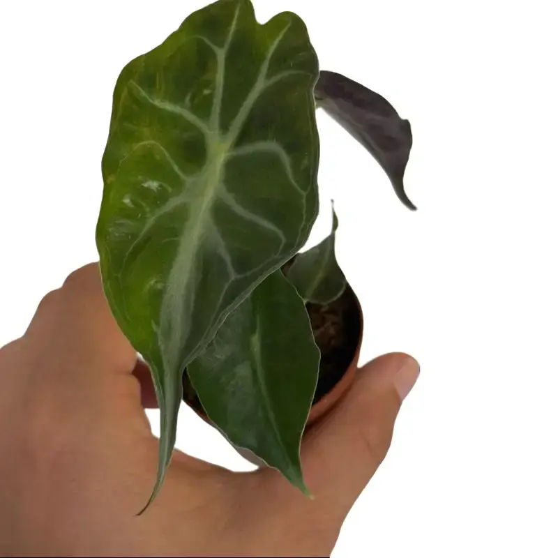 Alocasia Venom Potted Live Plant 2” - Iconic Silver Veins - Striking Leaves - Exotic Arrowhead Leaves - Rare Collectors Plant - Bold Interior Foliage - Statement Houseplant - Tropical Jungle Vibe