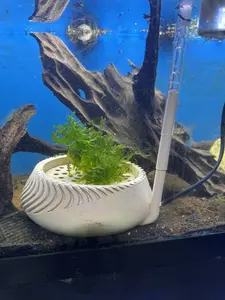 Automatic Fish Egg Catcher for Egg-Scattering Fish – Perfect for Celestial Pearl Danio & Galaxy Rasboras