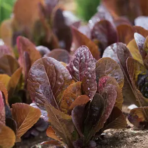 Red Romaine Lettuce Organic Seeds (Lactuca sativa) Striking red romaine with crisp texture and rich flavor. Great in salads and sandwiches