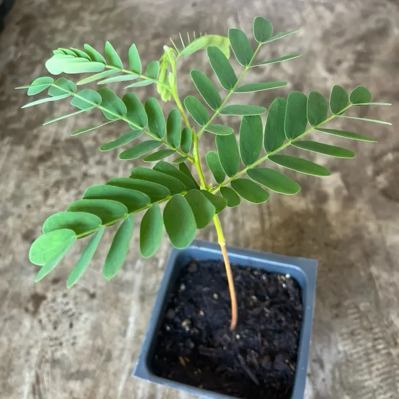 a Tamarind live plant in a 4'' pot /seedings a Tamarind live plant in a 4'' pot /seedings