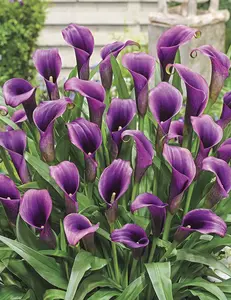 Purple Sensation Calla Lily Bulbs