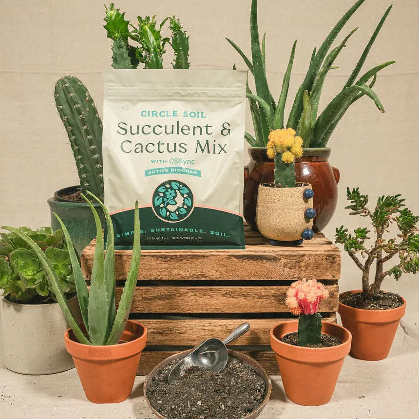Succulent and Cactus Mix [4 qt.]