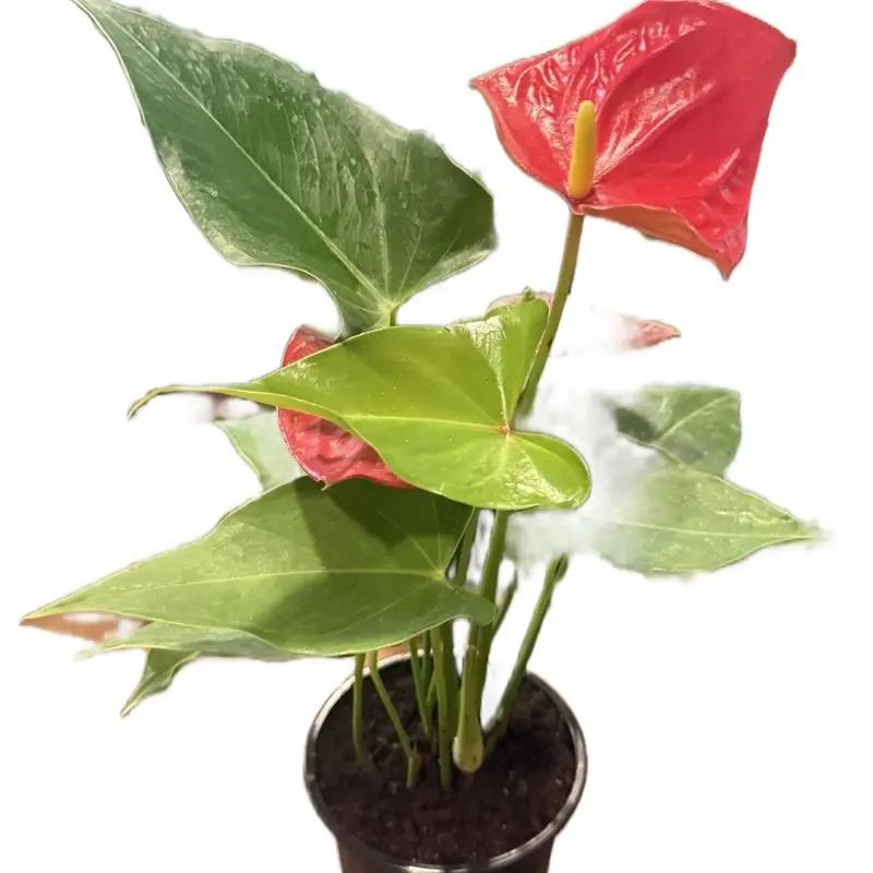 4” Red Anthurium | Flamingo Flower