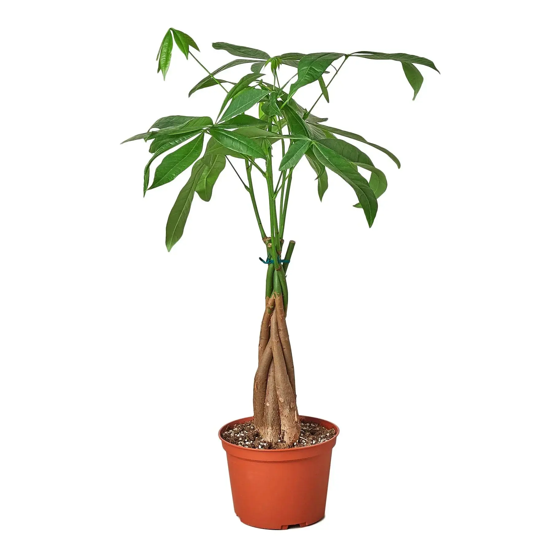 Money Tree Guiana Chestnut Pachira Braid (Pachira aquatica)