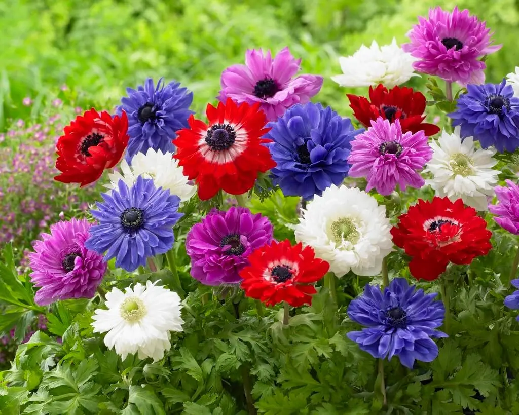 St Brigid Anemone Bulbs for Planting - Easy to Grow Perennial Flower Bulbs - Colorful Spring Flowers
