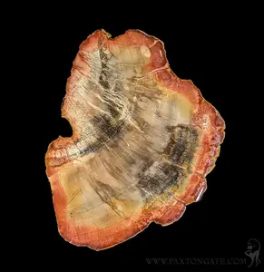 Petrified Wood Slice