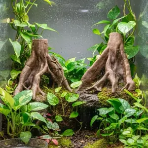 3D Background (Double Roots)