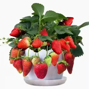 500 Pcs Strawberry Fruit Seeds For Planting，Grow Perennial Seed Sweet High Yields Fruit Seed
