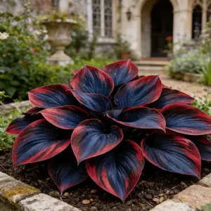 800PCS Midnight Blue Hosta Seeds – Shade Garden Foliage, Easy Care Designed for low-light areas, containers, and borders. Simple to grow, minimal upkeep. Brings deep-toned foliage and layered texture to shaded outdoor spaces.
