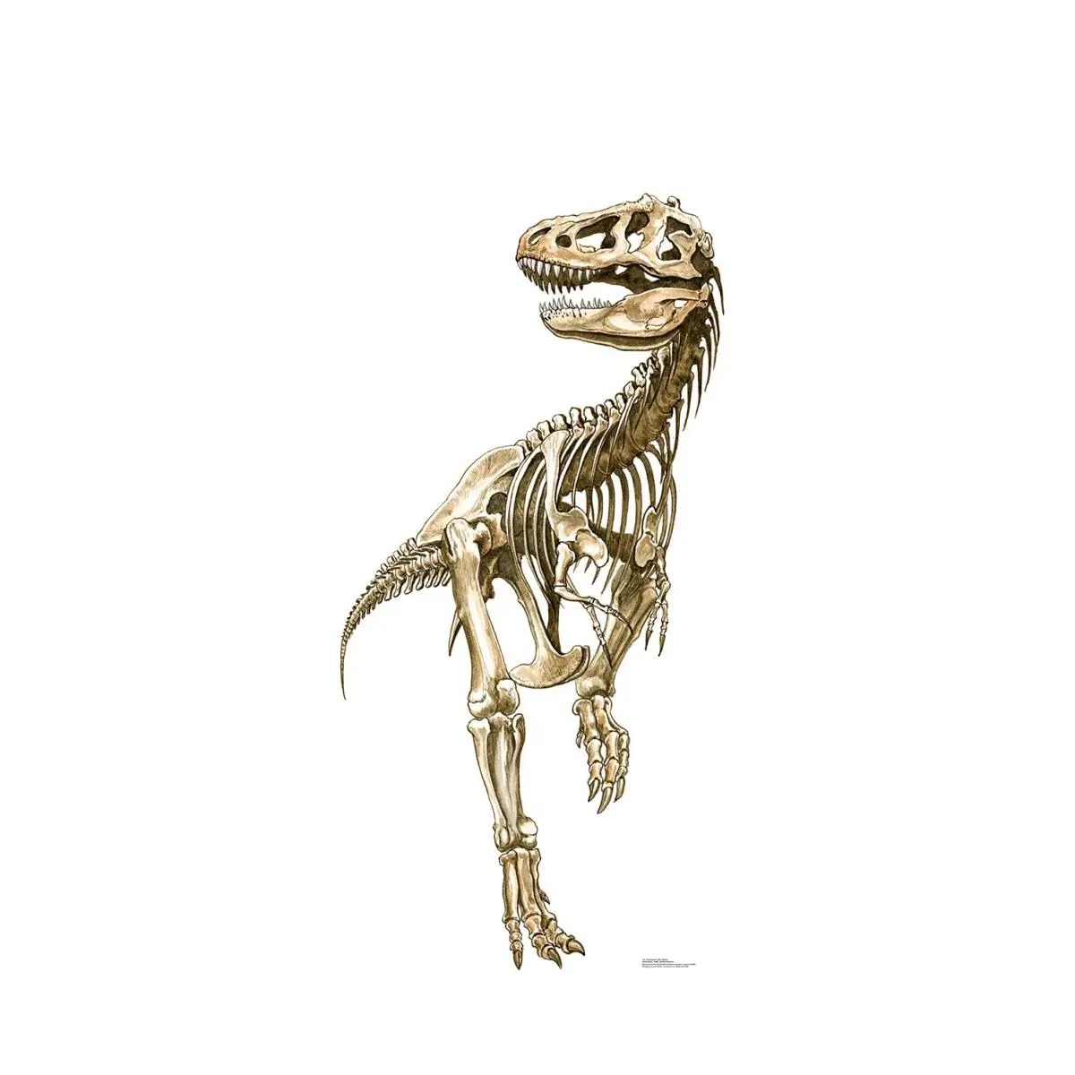 Advanced Graphics Large-Scale Tyrannosaurus Rex Skeleton Cardboard Cutout (76x38 in.), Wall Decorations, Beast-Themed Gift for Dinosaur Lovers, Paleontologist Wannabes