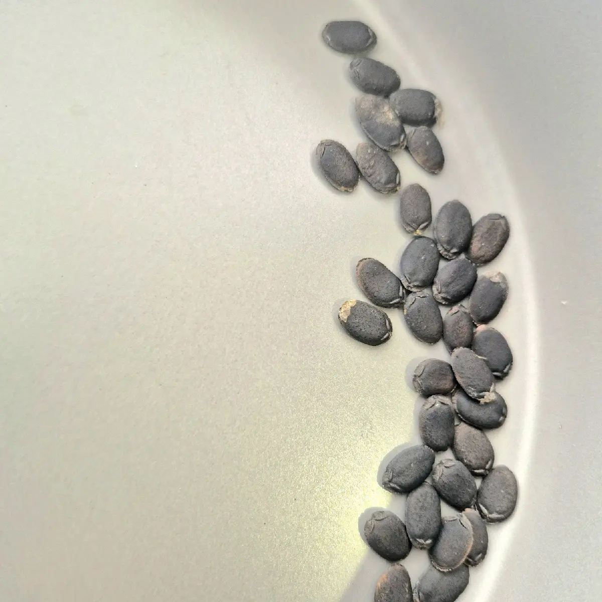 loofah seeds