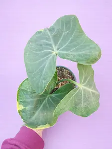 4" Alocasia Mickey Mouse - Xanthosoma sagittifolium 'Variegatum Monstrosum' - Rare Alocasia