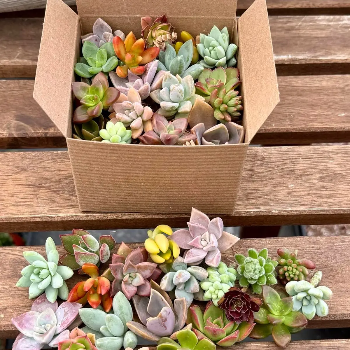 15 succulent cuttings garden starter
