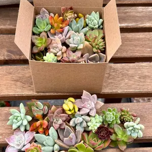 15 succulent cuttings garden starter